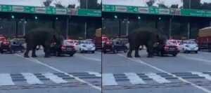 elephant