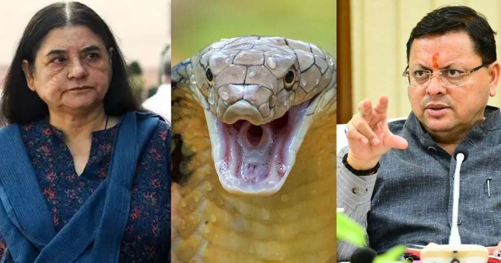 cm dhami cobra