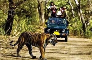 Jungle Safari closed from 30th June