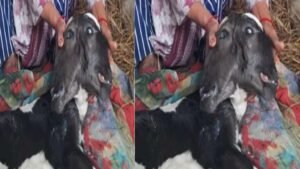 RareCalfBirth